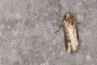 Axylia putris