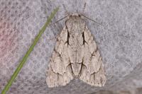 Acronicta psi/tridens