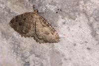 Triphosa dubitata