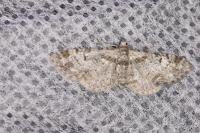 Eupithecia irriguata