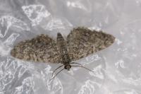 Eupithecia satyrata