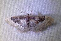 Idaea rusticata