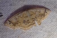Cyclophora annularia