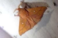 Odonestis pruni