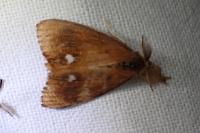 Orgyia antiqua
