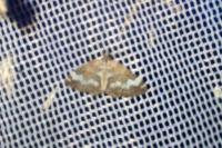 Perizoma alchemillata