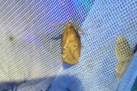 Euthrix potatoria