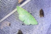 Thetidia smaragdaria