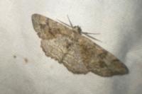 Alcis repandata