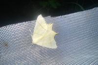 Ourapteryx sambucaria