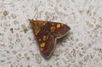 Pyrausta aurata
