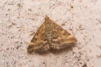 Pyrausta despicata