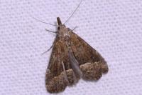 Schrankia taenialis