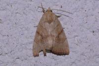 Cosmia trapezina