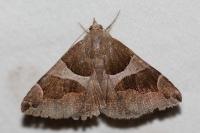 Dysgonia algira
