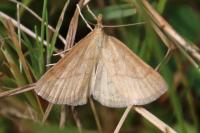 Psammotis pulveralis