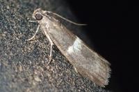 Elegia similella