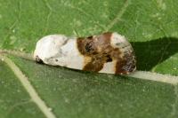 Acontia lucida