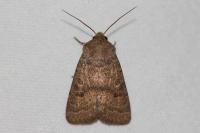 Hoplodrina ambigua
