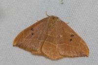 Watsonalla binaria