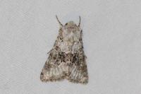 Hecatera bicolorata