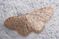 Idaea alyssumata