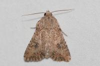 Anarta trifolii