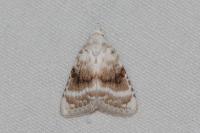 Meganola albula