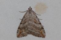 Aplocera