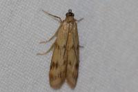 Homoeosoma sinuella