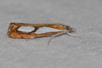 Catoptria pinella