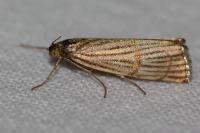 Chrysocrambus linetella