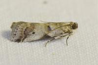 Acrobasis