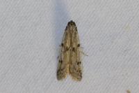 Phycitodes binaevella
