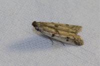 Phycitodes binaevella