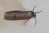 Pachycnemia hippocastanaria hippocastanaria