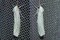 Coscinia cribraria cribraria