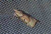 Aphomia sociella