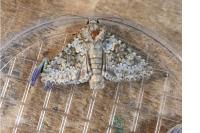 Hecatera dysodea