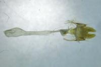 Mesapamea secalis