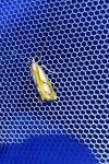Catoptria pinella