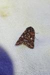 Anarta myrtilli