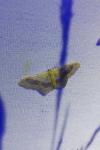 Idaea aversata