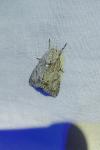 Acronicta aceris