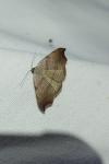 Laspeyria flexula