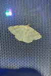 Pseudoterpna pruinata
