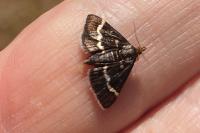 Pyrausta nigrata