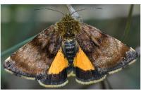 Panemeria tenebrata