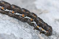 Athroolopha pennigeraria