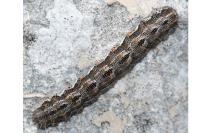 Athroolopha pennigeraria